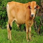 Bolehkah Seekor Lembu Korban Diniatkan 5 Bahagian Untuk Korban Dan 2 Bahagian Untuk Aqiqah? Ini JAWAPANNYA. Bolehkah Seekor Lembu Korban Diniatkan 5 Bahagian Untuk Korban Dan 2 Bahagian Untuk Aqiqah? Ini JAWAPANNYA.