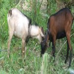 Bolehkah Melakukan Aqiqah Bayi Lelaki Hanya Dengan Seekor Kambing? Bolehkah Melakukan Aqiqah Bayi Lelaki Hanya Dengan Seekor Kambing?