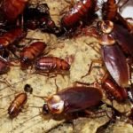 Petua Menghalau 7 Jenis Serangga Perosak Yang Sering Ditemui Dalam Rumah. Petua Menghalau 7 Jenis Serangga Perosak Yang Sering Ditemui Dalam Rumah.