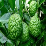 Inilah 5 Khasiat Buah Limau Purut Yang Ramai Orang Tak Tahu. Inilah 5 Khasiat Buah Limau Purut Yang Ramai Orang Tak Tahu.