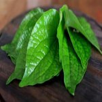 5 Khasiat Daun Sirih Yang Kita Perlu Tahu. Jom Cuba! 5 Khasiat Daun Sirih Yang Kita Perlu Tahu. Jom Cuba!