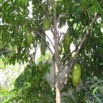 Inilah Khasiat Daun Durian Belanda. Inilah Khasiat Daun Durian Belanda.
