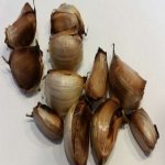 Inilah Khasiat Bawang Putih Yang Ramai Tak Tahu. Jom Amalkan Sebelum Tidur. Inilah Khasiat Bawang Putih Yang Ramai Tak Tahu. Jom Amalkan Sebelum Tidur.