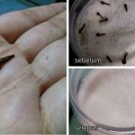 8 Petua Halau Semut Yang Berumah Dalam Bekas Gula Anda. 8 Petua Halau Semut Yang Berumah Dalam Bekas Gula Anda.