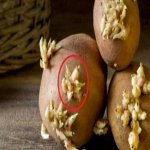Ini Sebabnya Bahaya Makan Kentang Yang Dah Keluar Tunas. Ibu-Ibu Wajib Baca Ni! Ini Sebabnya Bahaya Makan Kentang Yang Dah Keluar Tunas. Ibu-Ibu Wajib Baca Ni!