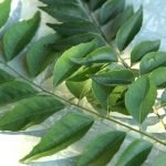 Ini Khasiat Daun Kari Yang Buat Ramai Mak Ayah Kita GEMBIRA Bila Tau. SUBHANALLAH. Ini Khasiat Daun Kari Yang Buat Ramai Mak Ayah Kita GEMBIRA Bila Tau. SUBHANALLAH.