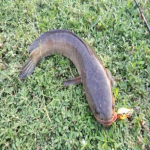 Inilah Khasiat Ikan Haruan Selain Menyembuhkan Luka Yang Tak Ramai Orang Tahu. Inilah Khasiat Ikan Haruan Selain Menyembuhkan Luka Yang Tak Ramai Orang Tahu.