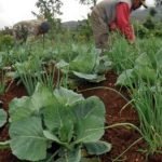 Balik Kampung Terus Beritahu Ayah Nak Berhenti Kerja Dan Jual Sayur. Respon Ayah Amat MENGEJUTKAN. Balik Kampung Terus Beritahu Ayah Nak Berhenti Kerja Dan Jual Sayur. Respon Ayah Amat MENGEJUTKAN.