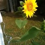 Rakam SUARA Bunga Matahari. Hasilnya Buat Amat Mengejutkan. سبحان الله Ada Video. Rakam SUARA Bunga Matahari. Hasilnya Buat Amat Mengejutkan. سبحان الله Ada Video.