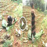 VIRAL Budak Solat Di Kebun Alas Daun Pisang. Ini KISAH SEBENAR Buat Amat Menge jutkan VIRAL Budak Solat Di Kebun Alas Daun Pisang. Ini KISAH SEBENAR Buat Amat Menge jutkan