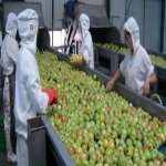 13 Makanan Tiruan Yang Mungkin Anda Beli, Ini Cara Untuk Mengenal Pastinya 13 Makanan Tiruan Yang Mungkin Anda Beli, Ini Cara Untuk Mengenal Pastinya