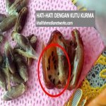 Hati Hati Jangan Termakan Sekali Kutu Kurma Yang Ramai Tak Perasan. Baca Ni !! Hati Hati Jangan Termakan Sekali Kutu Kurma Yang Ramai Tak Perasan. Baca Ni !!