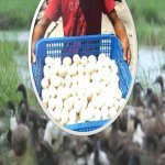 Jualan Telur Masin Usahawan Pulau Pinang Meningkat Dari 6000 ke 12000 Sebulan. ALLAHUAKBAR Jualan Telur Masin Usahawan Pulau Pinang Meningkat Dari 6000 ke 12000 Sebulan. ALLAHUAKBAR