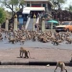 (Video) Covid-19. Ratusan Monyet Mengamuk Di Thailand (Video) Covid-19. Ratusan Monyet Mengamuk Di Thailand