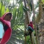 Demi Keluarga Ibu Tunggal Ini Panjat 60 Batang Pokok Pinang Sehari. Demi Keluarga Ibu Tunggal Ini Panjat 60 Batang Pokok Pinang Sehari.