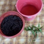 TIPS: Cara Tanam Kesum Di Rumah TIPS: Cara Tanam Kesum Di Rumah