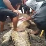 Jumpa Beberapa Anggota Tubuh Wanita Dalam Perut Buaya. Jumpa Beberapa Anggota Tubuh Wanita Dalam Perut Buaya.