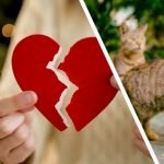 45 Tahun Kahwin Akhirnya Bercerai Kerana Kucing. 45 Tahun Kahwin Akhirnya Bercerai Kerana Kucing.