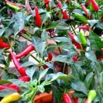 TIPS: Petua Pokok Cili Berbuah Lebat TIPS: Petua Pokok Cili Berbuah Lebat