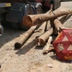 Pemandu Lori Maut Dihempap Kayu Balak Pemandu Lori Maut Dihempap Kayu Balak