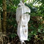 Elak Buah Dicuri. ”Pocong” Jaga Dusun Durian Elak Buah Dicuri. ”Pocong” Jaga Dusun Durian