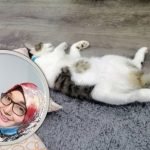 Kucing Cirit Kuning. Kakak Ni Bagi Tips Rawatan Berkesan Kucing Cirit Kuning. Kakak Ni Bagi Tips Rawatan Berkesan