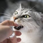 Wanita Meninggal Dunia Akibat Dicakar Kucing. Wanita Meninggal Dunia Akibat Dicakar Kucing.