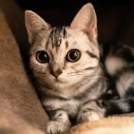 Kucing Kucing