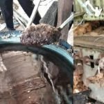 4 Kilang Proses Kerisik Ditutup. Apa Yang Ditemui MENJIJIKKAN. 4 Kilang Proses Kerisik Ditutup. Apa Yang Ditemui MENJIJIKKAN.