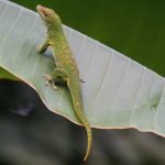 Petua Halau Cicak Dari Rumah Petua Halau Cicak Dari Rumah