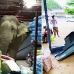 ‘Gajah Lapar Durian’. Rempuh Masuk Kedai Menjual Durian. Ada Video. ‘Gajah Lapar Durian’. Rempuh Masuk Kedai Menjual Durian. Ada Video.