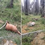 Mulut Berbuih, Hidung Berdarah. 20 Lembu Mati Bergelimpangan Mulut Berbuih, Hidung Berdarah. 20 Lembu Mati Bergelimpangan