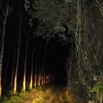 Pakcik Tua Sudah Meninggal Terlihat Semula di Kebun Pakcik Tua Sudah Meninggal Terlihat Semula di Kebun