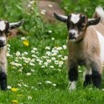 Sebab Megapa Daging Kambing Lebih Berkhasiat Dari Daging Lain Sebab Megapa Daging Kambing Lebih Berkhasiat Dari Daging Lain