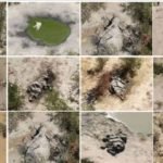 Terminum Air Toksin, 300 Gajah Mati Terminum Air Toksin, 300 Gajah Mati