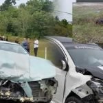 Tak Sempat Elak, Kereta Langgar Tapir Melintas Tak Sempat Elak, Kereta Langgar Tapir Melintas