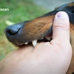 Satu Lagi Kes Kematian Baru Akibat Virus Rabies Satu Lagi Kes Kematian Baru Akibat Virus Rabies
