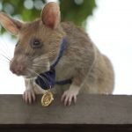 Selamatkan Nyawa Manusia. Tikus Ini Diberi Pingat Emas Keberanian Selamatkan Nyawa Manusia. Tikus Ini Diberi Pingat Emas Keberanian