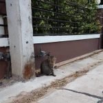 3 Hari Kucing Ini Hilang. Akhirnya Pulang Dengan Sekeping Nota Yang Mengejutkan. 3 Hari Kucing Ini Hilang. Akhirnya Pulang Dengan Sekeping Nota Yang Mengejutkan.