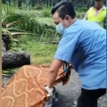 Seorang Lelaki Maut Dihempap Pokok Sawit Ketika Menunggang Motosikal. Seorang Lelaki Maut Dihempap Pokok Sawit Ketika Menunggang Motosikal.