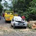 Seorang Wanita Maut Kereta Dipandunya Dihempap Pokok. Seorang Wanita Maut Kereta Dipandunya Dihempap Pokok.