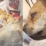 Video Anjing Setia Menanti Tuannya Yg Telah Meninggal Dunia. Video Anjing Setia Menanti Tuannya Yg Telah Meninggal Dunia.