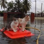 Kelab SKJP Jalankan Misi Khas Selamatkan ‘Si Bulus’ Akibat Banjir Kelab SKJP Jalankan Misi Khas Selamatkan ‘Si Bulus’ Akibat Banjir