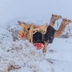 Kejadian Luar Biasa, Salji Turun Di Gurun Sahara Dan Arab Saudi Kejadian Luar Biasa, Salji Turun Di Gurun Sahara Dan Arab Saudi