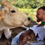 Ibu Lembu ‘Menangis’ Ketika Serahkan Anak Kepada Lelaki Ini Untuk Dijaga. Ibu Lembu ‘Menangis’ Ketika Serahkan Anak Kepada Lelaki Ini Untuk Dijaga.