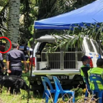 Pekerja Ladang Sawit Jumpa Sesuatu Dalam Tong Ketika Sedang Kerja. Pekerja Ladang Sawit Jumpa Sesuatu Dalam Tong Ketika Sedang Kerja.