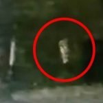 CCTV Rakam Detik Cemas Pocong Dikejar Anjing. Ada Video CCTV Rakam Detik Cemas Pocong Dikejar Anjing. Ada Video
