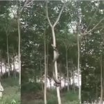 (Video) ”Ngeri…” Ini Rupanya Cara Ular Sawa Panjat Pokok (Video) ”Ngeri…” Ini Rupanya Cara Ular Sawa Panjat Pokok