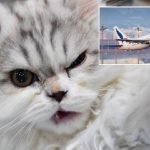 Pesawat Mendarat Cemas Gara-Gara Kucing ‘Serang’ Juruterbang Pesawat Mendarat Cemas Gara-Gara Kucing ‘Serang’ Juruterbang