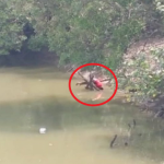 Mayat Berbaju Merah Dijumpai Tersangkut Pada Pohon Kayu Mayat Berbaju Merah Dijumpai Tersangkut Pada Pohon Kayu